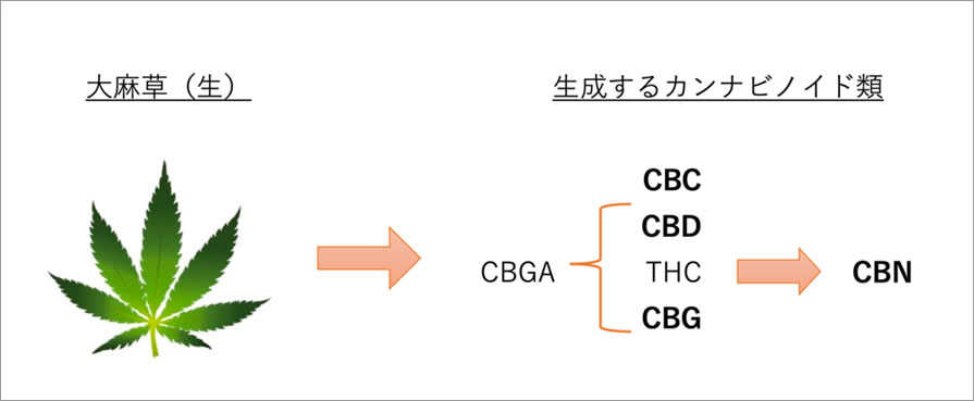 複数種類のカンナビノイド（CBD、CBC、THC、CBG）へ化学変化